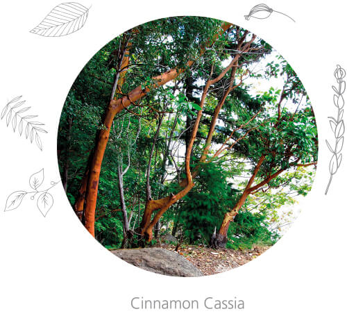Cinnamon Cassia