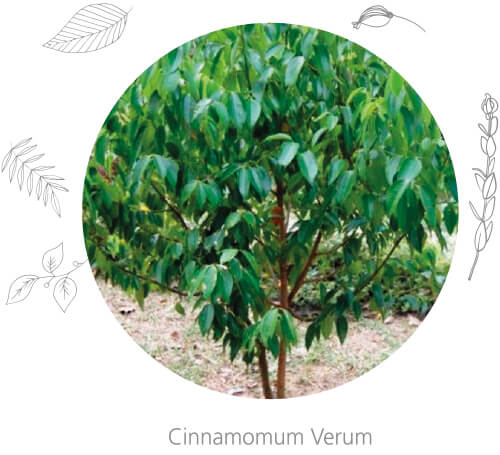 Cinnamomum Verum