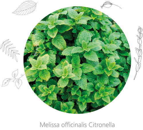 Melissa officinalis Citronella