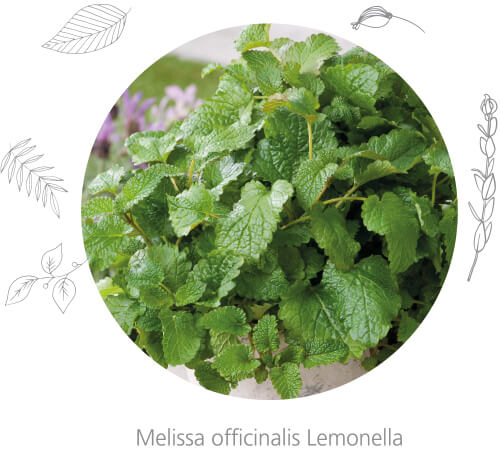 Melissa officinalis Lemonella