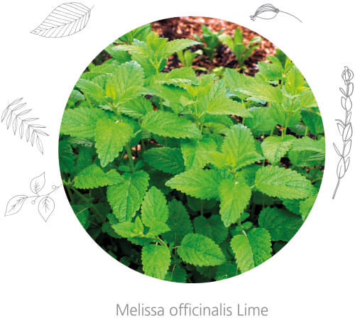 Melissa officinalis Lime